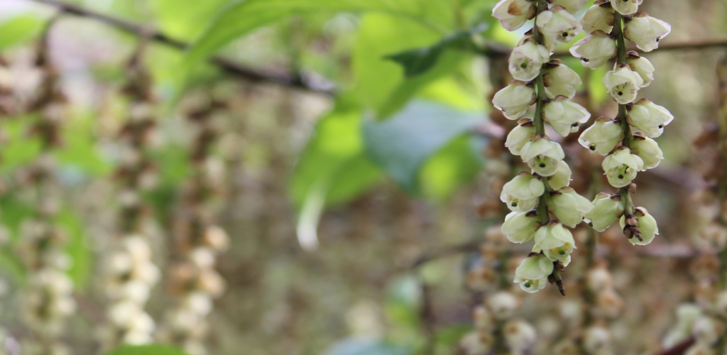 Flower Buds